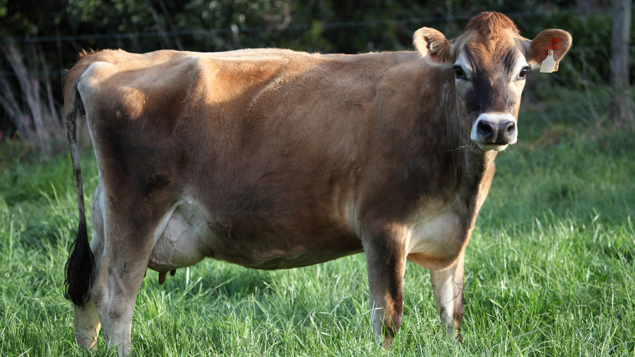 Raças de Vacas Leiteiras