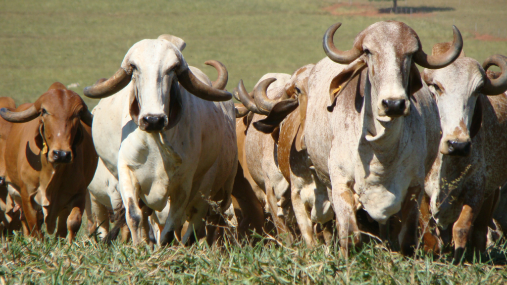 Gir Leiteiro - Raças de Vacas Leiteiras no Brasil