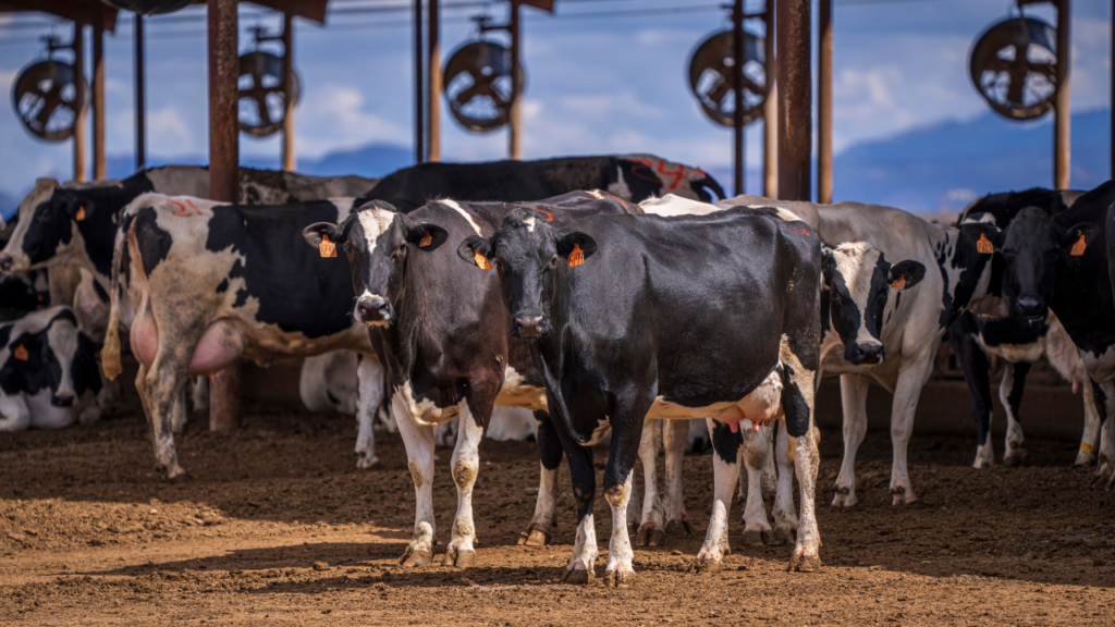 Raças de Vacas Leiteiras