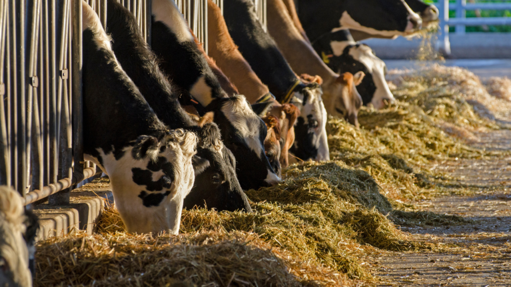 Alimentação de Gado: Estratégias para Redução de Custos