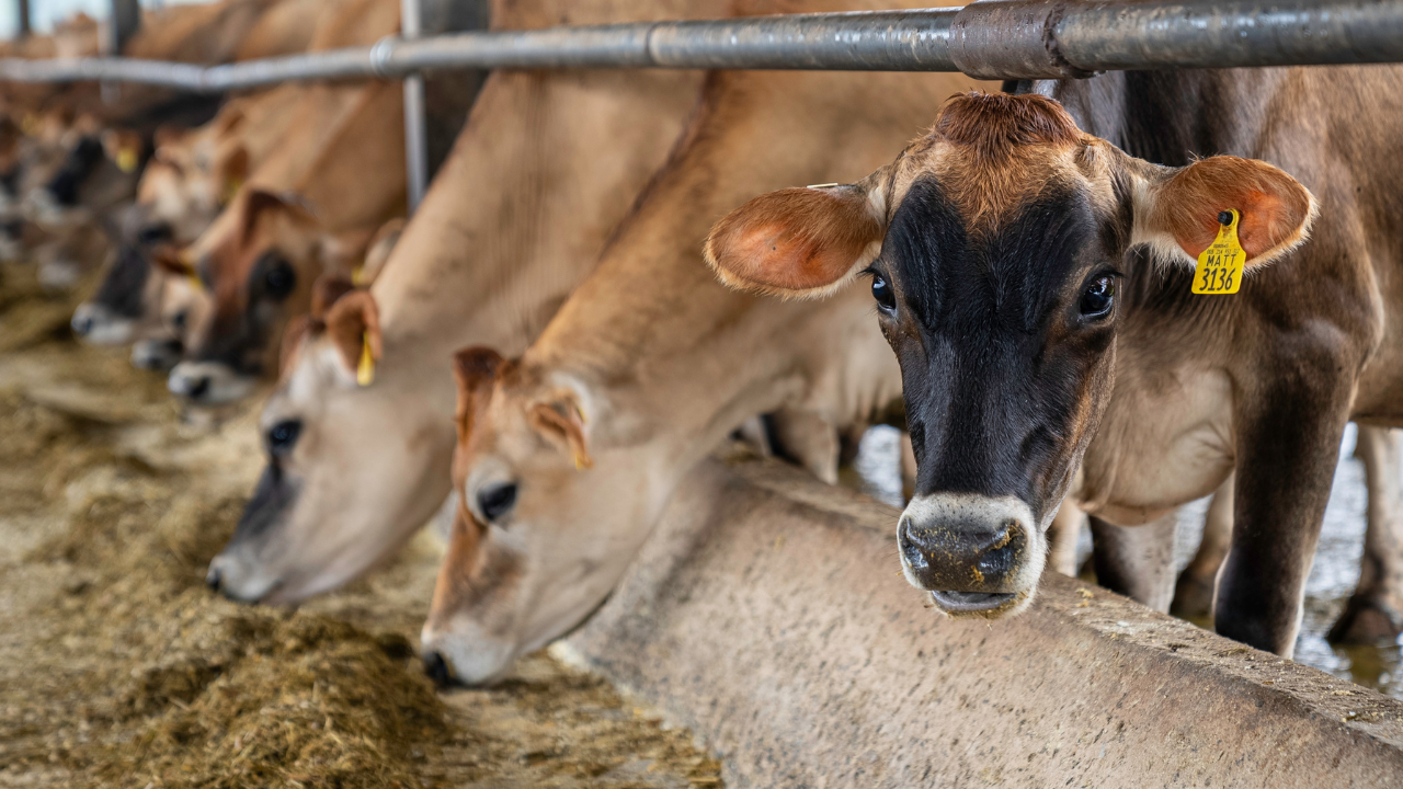 Alimentação de Gado: Estratégias para Redução de Custos