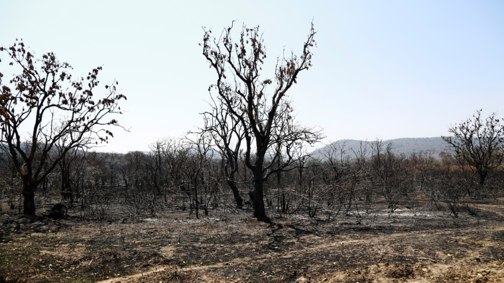 Queimadas em 2024: Impactos para o Agronegócio Brasileiro