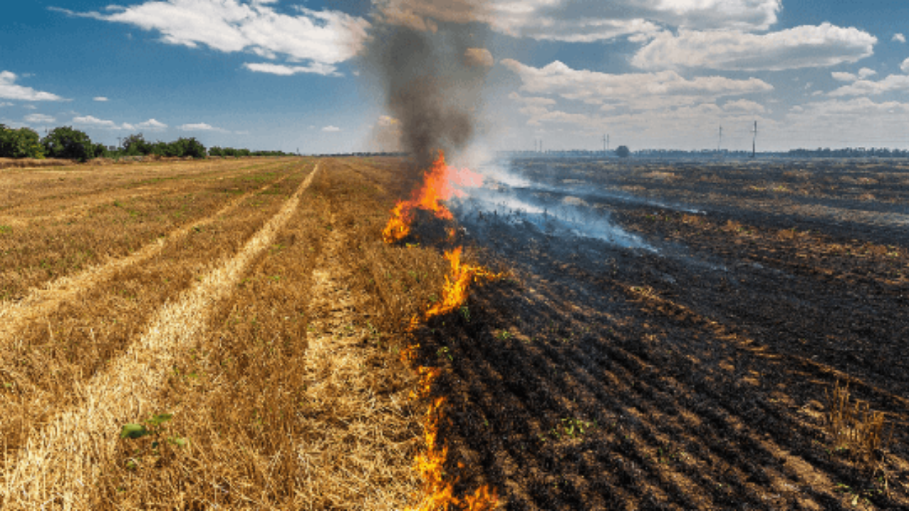 Queimadas em 2024: Impactos para o Agronegócio Brasileiro