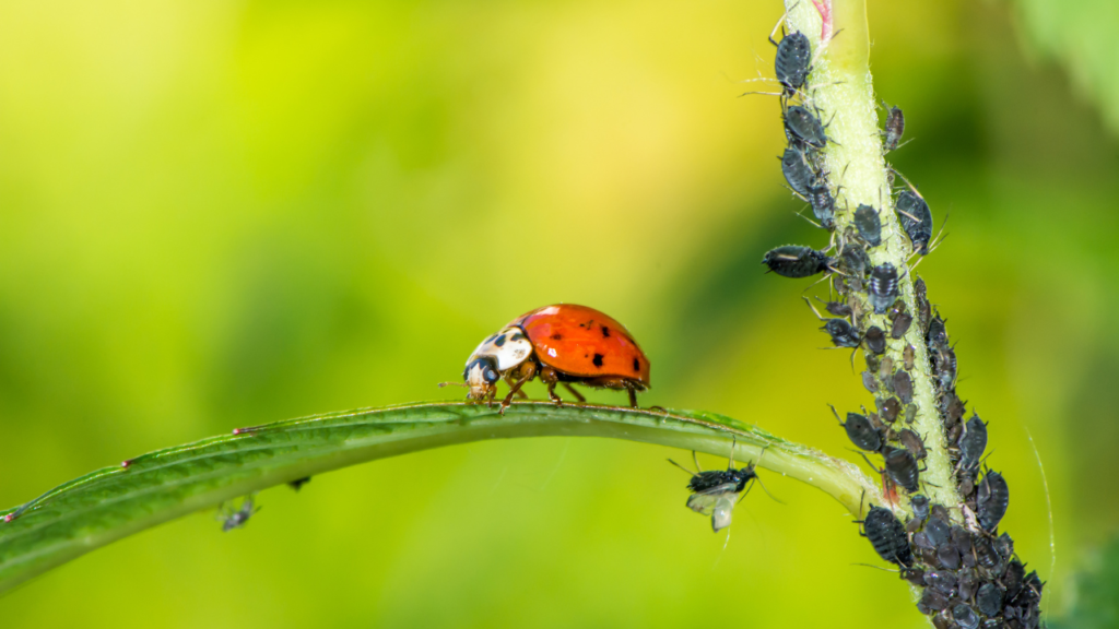 Manejo Sustentável: Proteção Ambiental e Aumento da Produtividade