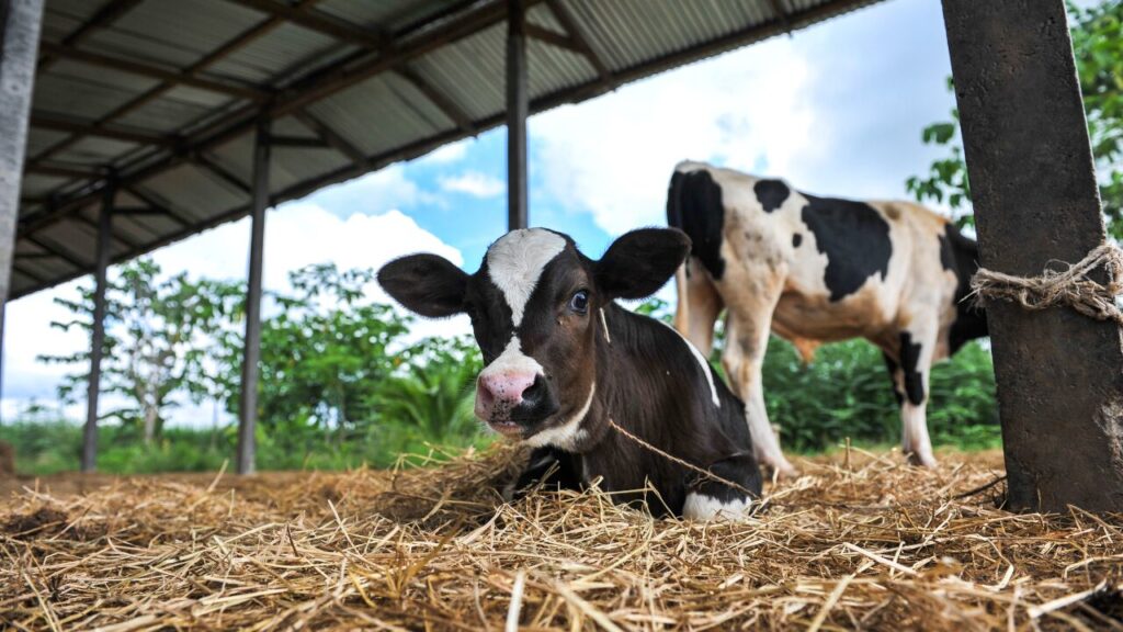 Manejo Racional de Bovinos de Leite e seus Impactos na Produtividade