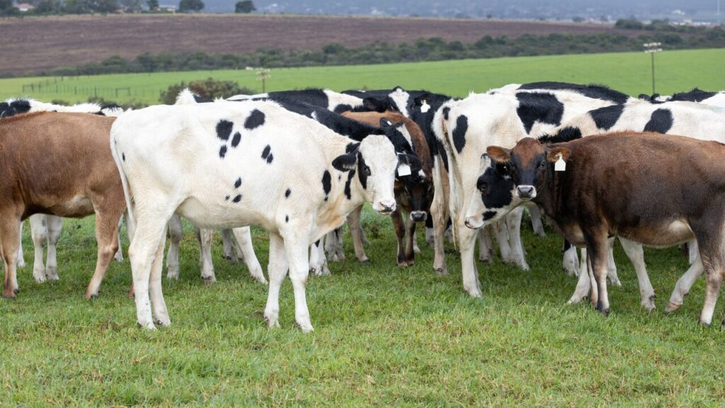 Manejo Racional de Bovinos de Leite e seus Impactos na Produtividade