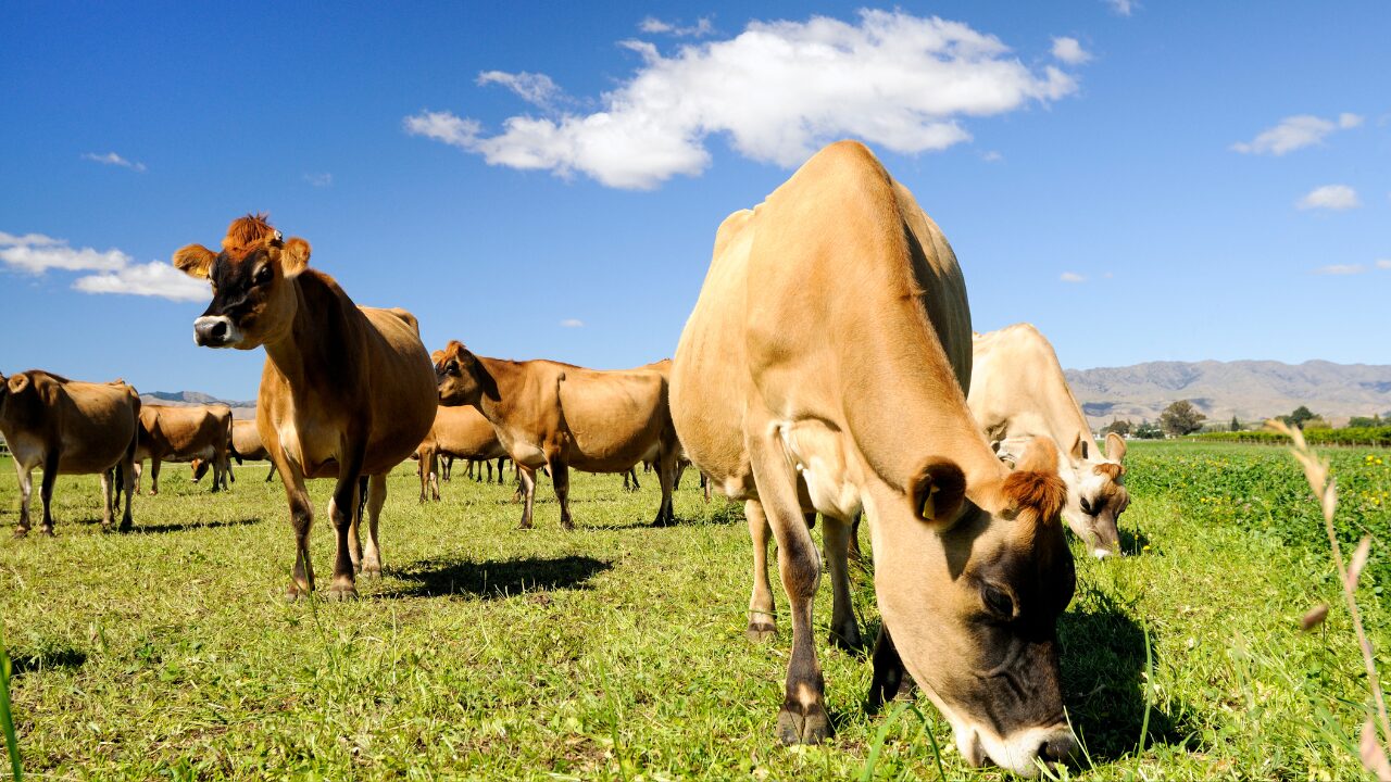 Manejo Racional de Bovinos de Leite e seus Impactos na Produtividade