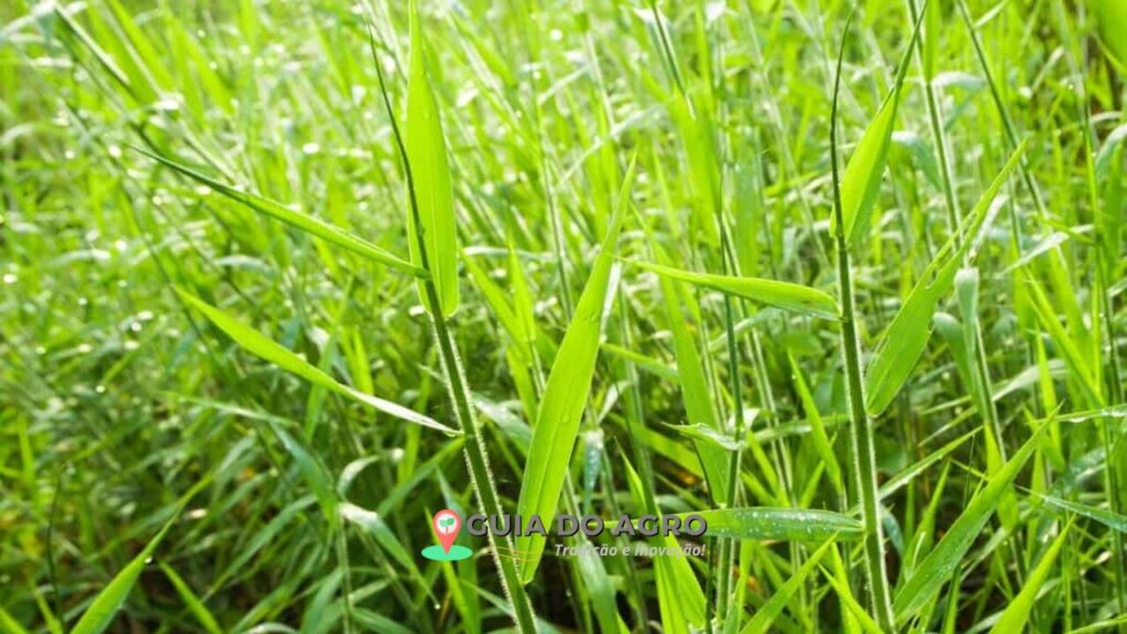 Braquiária (Brachiaria decumbens)