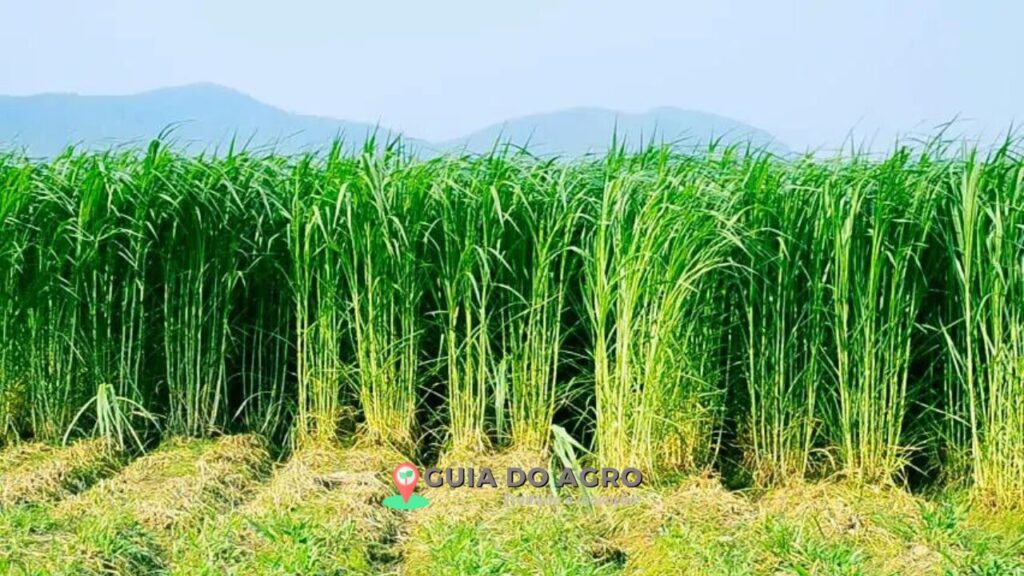 capim-elefante (Pennisetum purpureum)