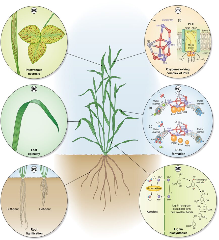 Modelo esquemático mostrando como a deficiência de manganês (Mn) afeta o crescimento e a fisiologia das plantas. Fonte: Lilay et al. (2024).