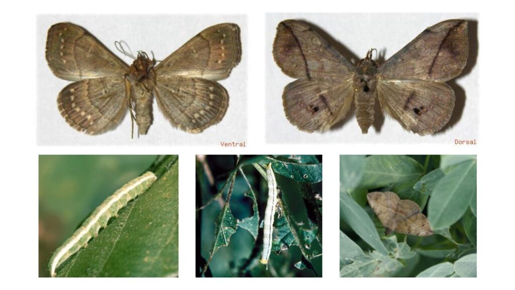 Pragas da cultura da soja:  Lagarta-da-Soja (Anticarsia gemmatalis)