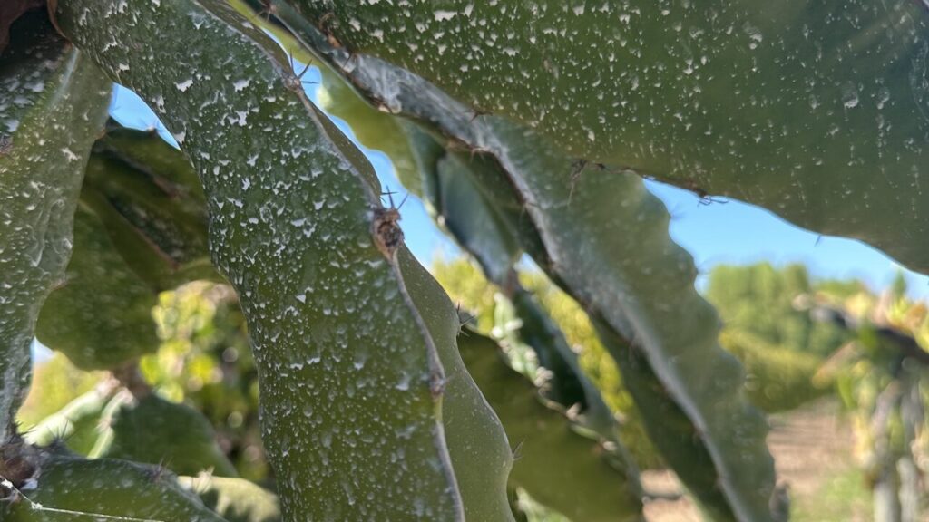 Protetor Solar para Pitaya e o Manejo Fitossanitário