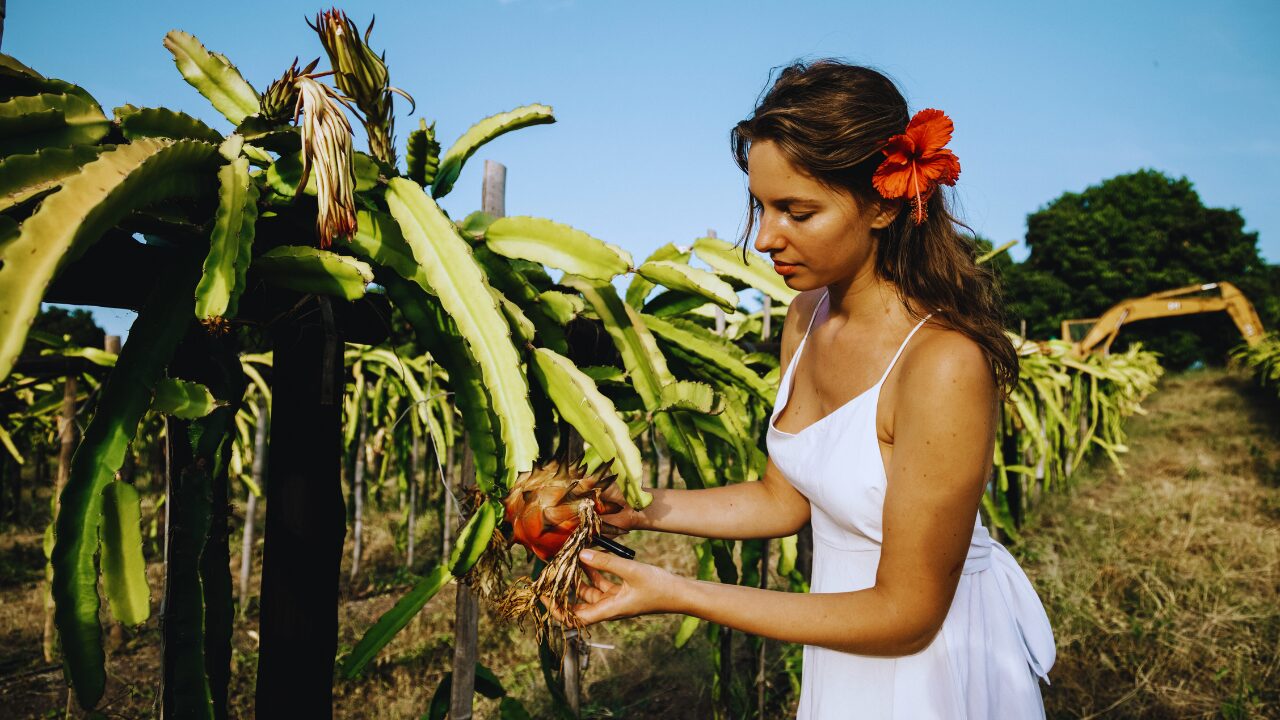 Como Cultivar Pitaya Corretamente: Guia Completo para uma Colheita de Sucesso